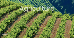 Sector_Case_Study_Agriculture1