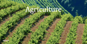 Sector_Case_Study_Agriculture2